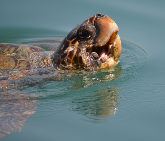 Climate Matters: Turtles and Plastic